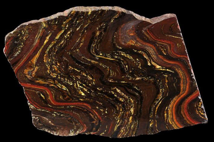Polished Tiger Iron Stromatolite - ( Billion Years) #95890